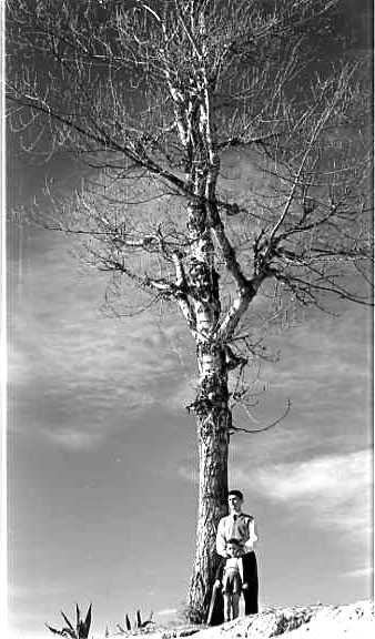 Arbre